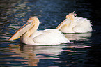 two pelicans in the water