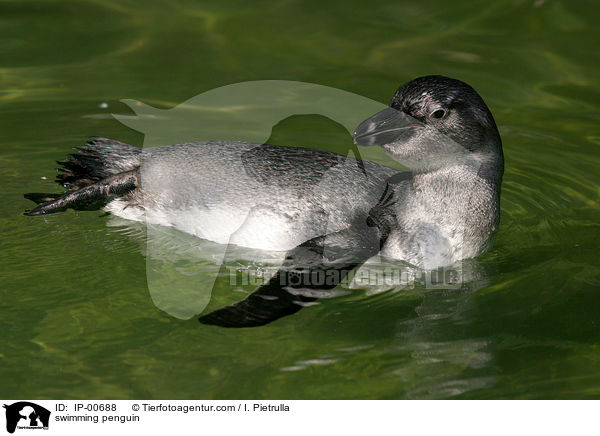 schwimmender Pinguin / swimming penguin / IP-00688