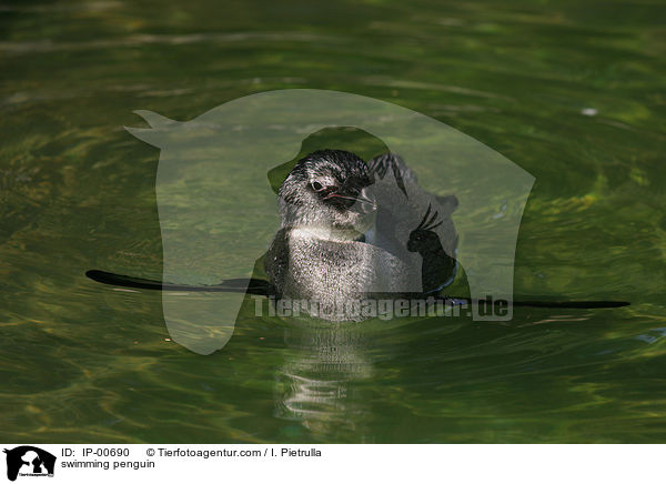 swimming penguin / IP-00690