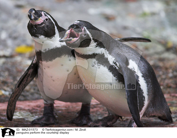 balzende Pinguine / penguins perform the courtship display / MAZ-01573