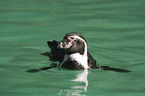 swimming penguin