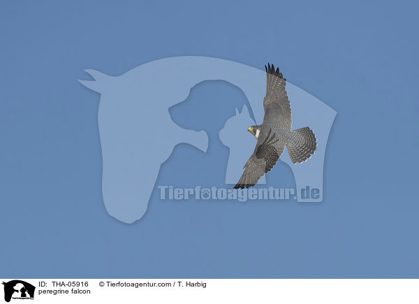 peregrine falcon / THA-05916