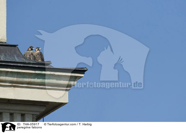 peregrine falcons / THA-05917
