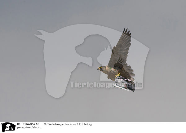 peregrine falcon / THA-05918