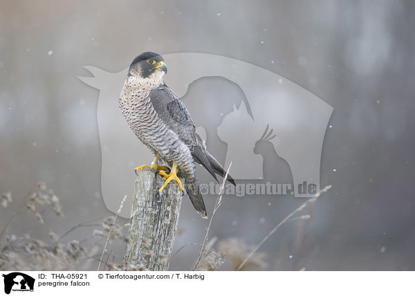 peregrine falcon / THA-05921