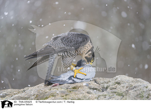 peregrine falcon / THA-05925