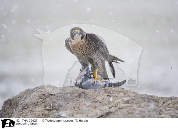 peregrine falcon / THA-05927