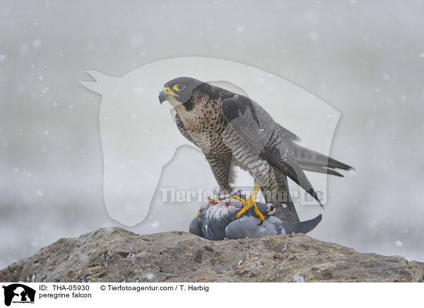 peregrine falcon / THA-05930