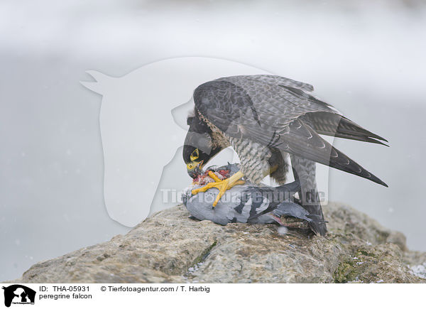 peregrine falcon / THA-05931