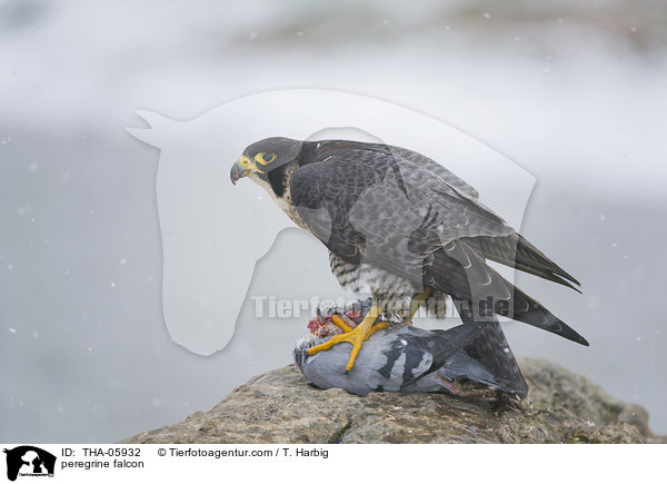 peregrine falcon / THA-05932