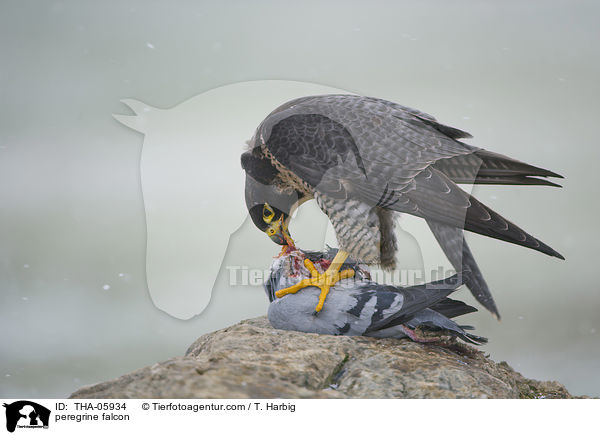 peregrine falcon / THA-05934
