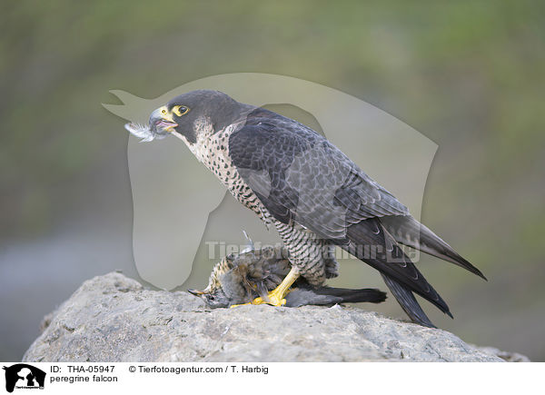 peregrine falcon / THA-05947
