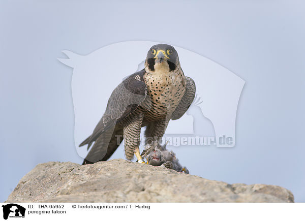 Wanderfalke / peregrine falcon / THA-05952