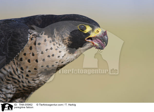 Wanderfalke / peregrine falcon / THA-05962