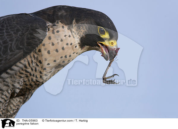 peregrine falcon / THA-05963