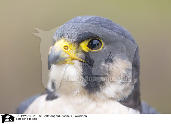 peregrine falcon / PW-04092