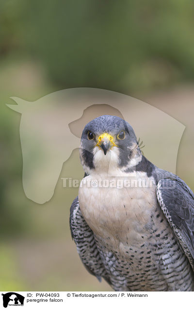 peregrine falcon / PW-04093