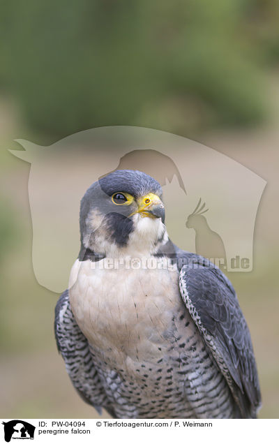 peregrine falcon / PW-04094