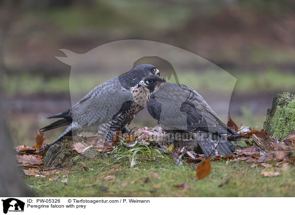 Peregrine falcon with prey / PW-05326