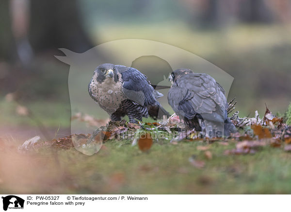 Peregrine falcon with prey / PW-05327