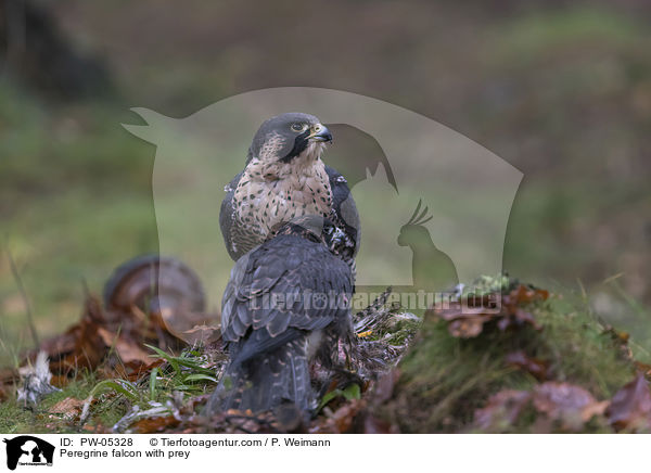 Peregrine falcon with prey / PW-05328