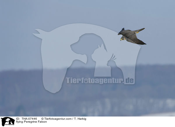 flying Peregrine Falcon / THA-07446