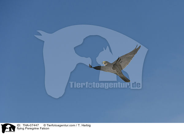 flying Peregrine Falcon / THA-07447
