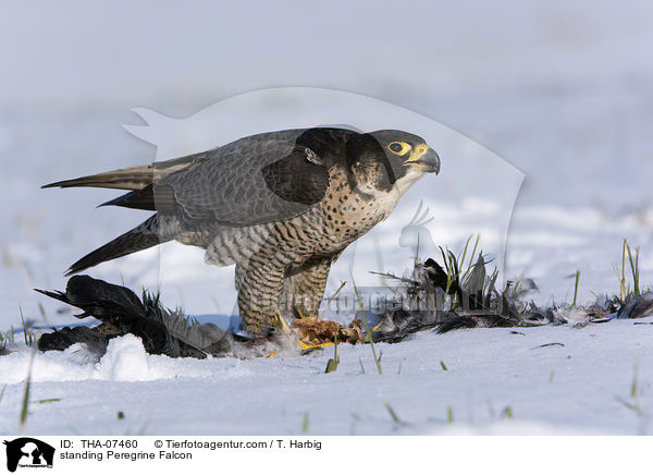 standing Peregrine Falcon / THA-07460