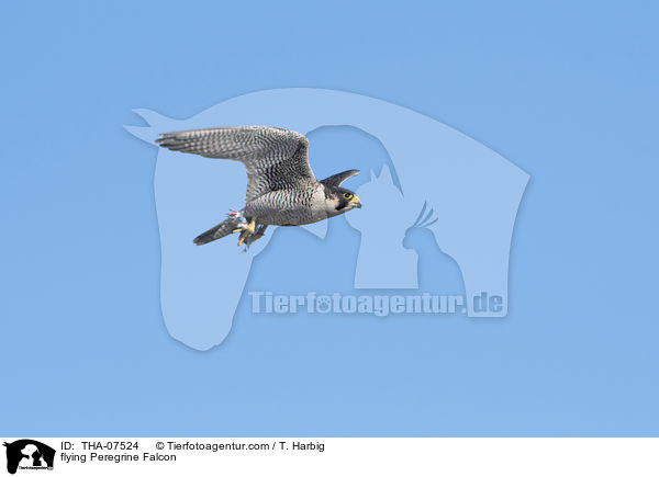 flying Peregrine Falcon / THA-07524