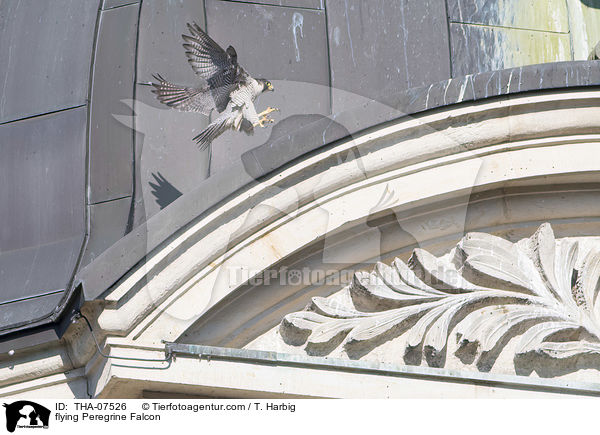 flying Peregrine Falcon / THA-07526