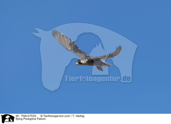 flying Peregrine Falcon / THA-07530