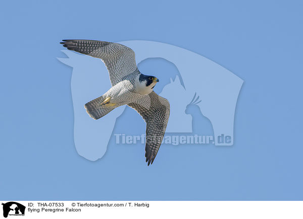flying Peregrine Falcon / THA-07533