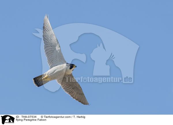 flying Peregrine Falcon / THA-07534