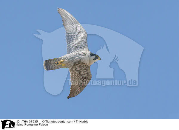 flying Peregrine Falcon / THA-07535