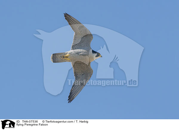 flying Peregrine Falcon / THA-07536