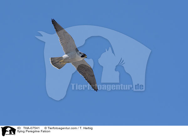 flying Peregrine Falcon / THA-07541