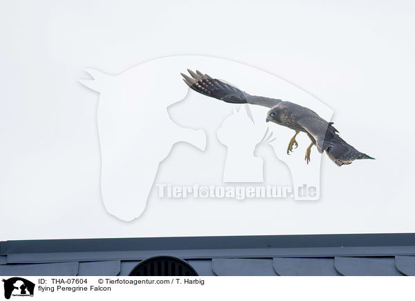 flying Peregrine Falcon / THA-07604