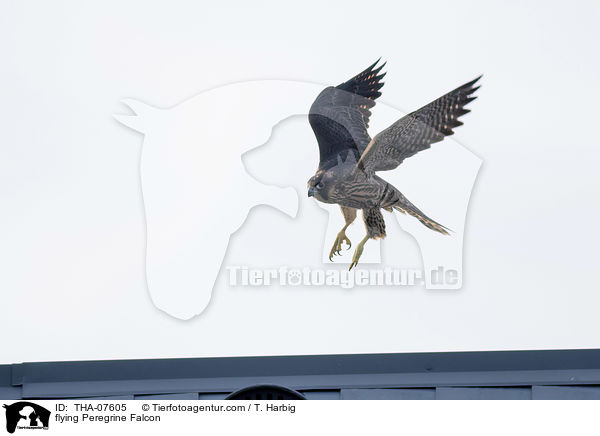 flying Peregrine Falcon / THA-07605