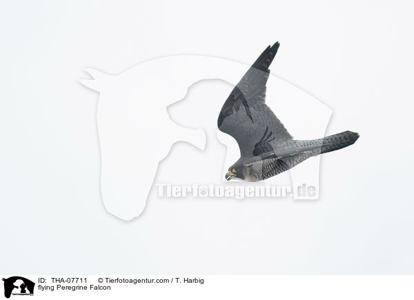 flying Peregrine Falcon / THA-07711