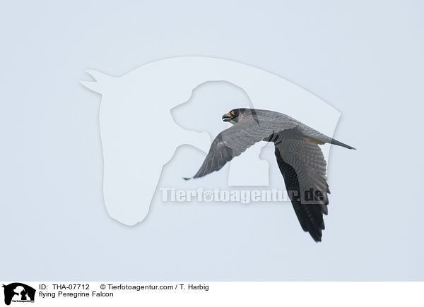 flying Peregrine Falcon / THA-07712