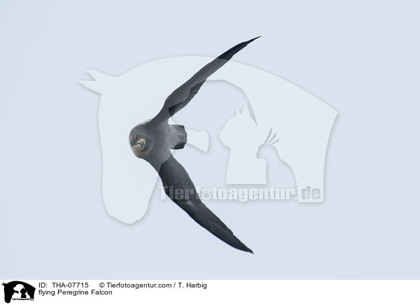 flying Peregrine Falcon / THA-07715