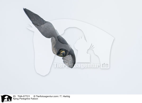 flying Peregrine Falcon / THA-07721