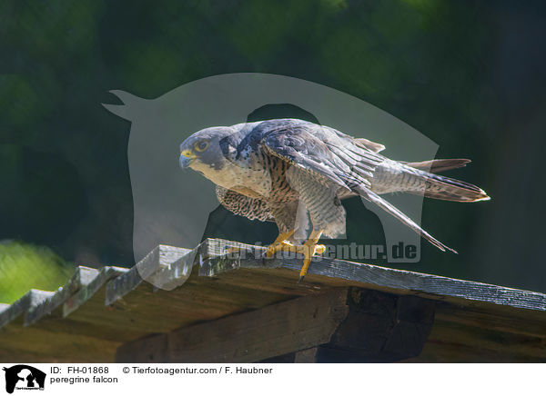 peregrine falcon / FH-01868