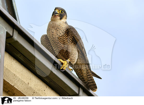 peregrine falcon / JR-06056