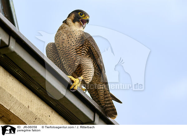 peregrine falcon / JR-06058