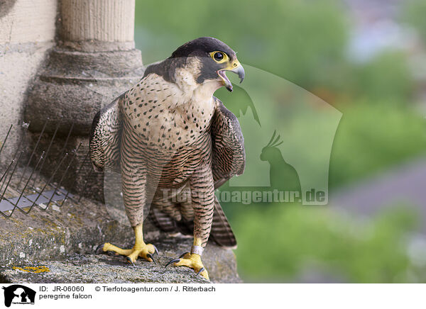 peregrine falcon / JR-06060