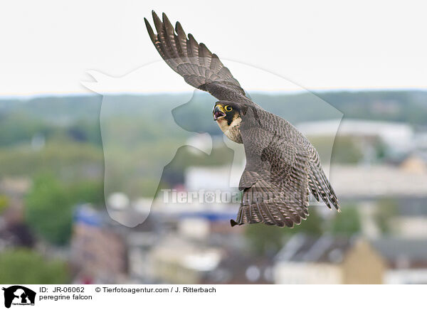 peregrine falcon / JR-06062