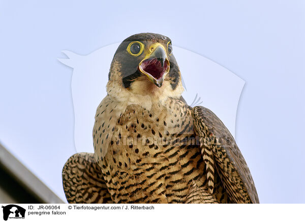 peregrine falcon / JR-06064
