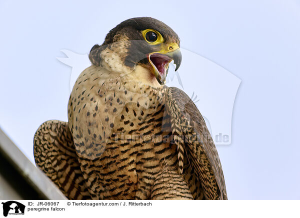 peregrine falcon / JR-06067