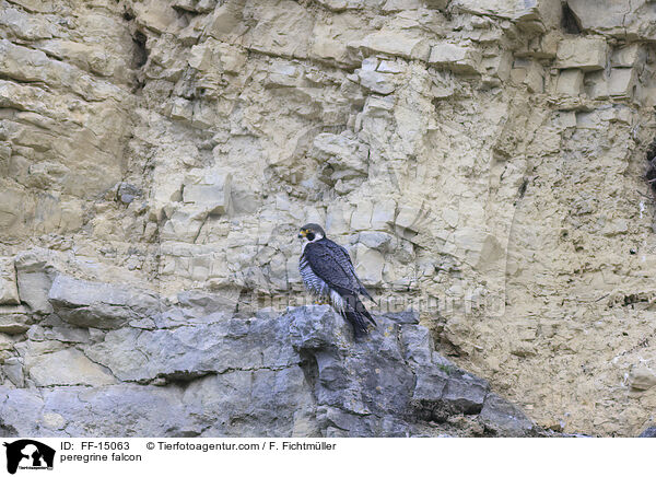 Wanderfalke / peregrine falcon / FF-15063